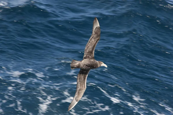 Falkland Szigeteki Óriás Déli Albatross Közelről Egy Napsütéses Napon — Stock Fotó