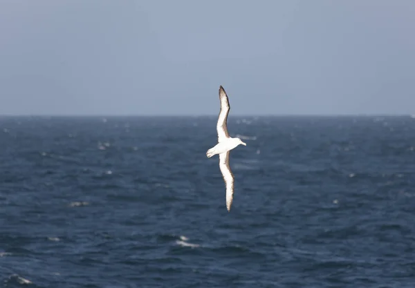 Güneşli Bir Günde Falkland Adaları Dev Güney Albatros Yakın Çekim — Stok fotoğraf