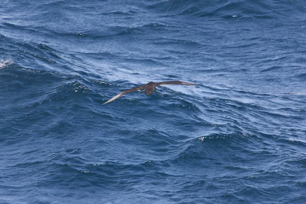 Falklandy Olbrzymie Południowej Albatross Zamknąć Słoneczny Dzień — Zdjęcie stockowe