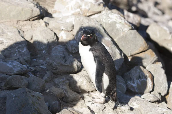 Falkland Eilanden Pinguïns Macarons Close Een Zonnige Dag — Stockfoto
