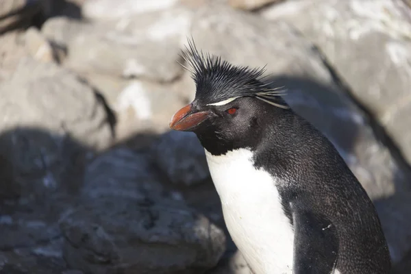 Pingouins Des Îles Falkland Macarons Gros Plan Par Une Journée — Photo