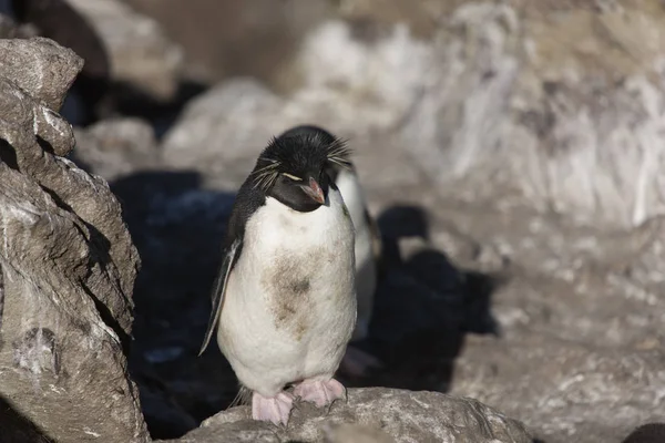 Falkland Szigeteki Pingvinek Macarons Vértes Egy Napsütéses Napon — Stock Fotó