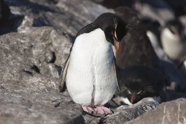 Falkland Islands Pinguins Macarons Closeup Dia Ensolarado — Fotografia de Stock