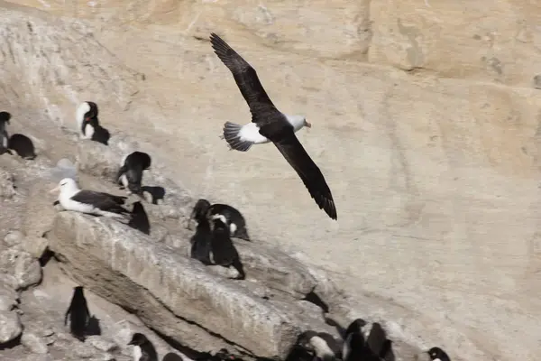 Falkland Eilanden Reus Zuidelijke Albatross Close Een Zonnige Dag — Stockfoto