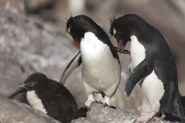 Пингвины Фолклендских Островов Крупным Планом Солнечный День — стоковое фото