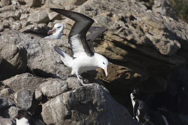 Falkland Eilanden Reus Zuidelijke Albatross Close Een Zonnige Dag — Stockfoto