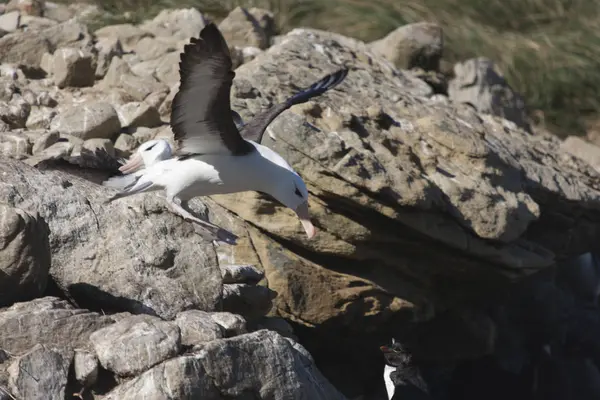 Falklandsöarna Giant Södra Albatross Som Närbild Solig Dag — Stockfoto