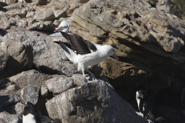 Falklandsöarna Giant Södra Albatross Som Närbild Solig Dag — Stockfoto
