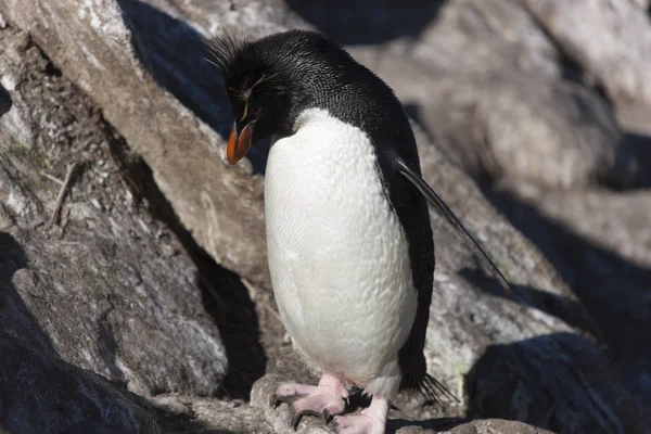 Falkland Islands Pinguins Macarons Closeup Dia Ensolarado — Fotografia de Stock