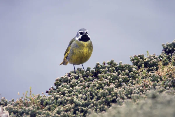 Gros Plan Sur Les Oiseaux Locaux Des Îles Falkland Par — Photo