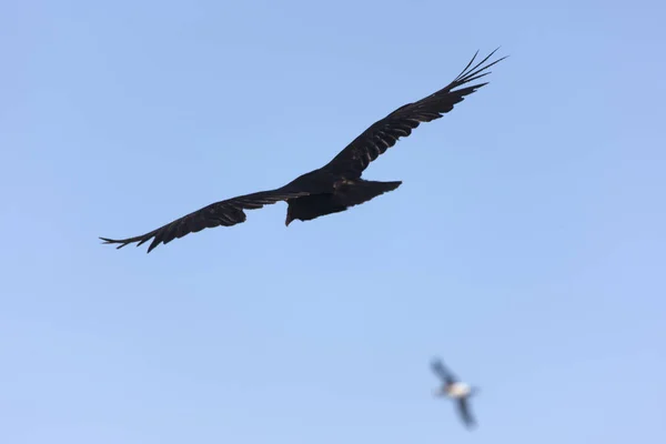 Güneşli Bir Günde Falkland Adaları Dev Güney Albatros Yakın Çekim — Stok fotoğraf