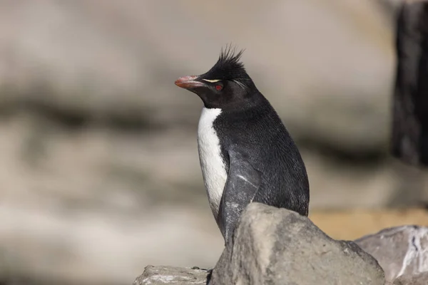 晴れた日にフォークランド諸島ペンギン マカロン クローズ アップ — ストック写真