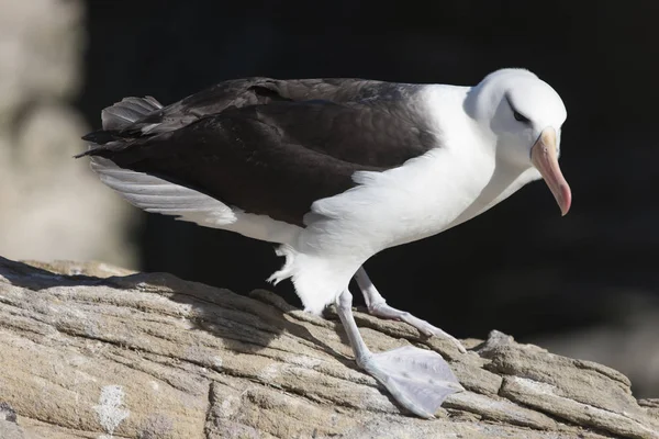 Falkland Eilanden Reus Zuidelijke Albatross Close Een Zonnige Dag — Stockfoto