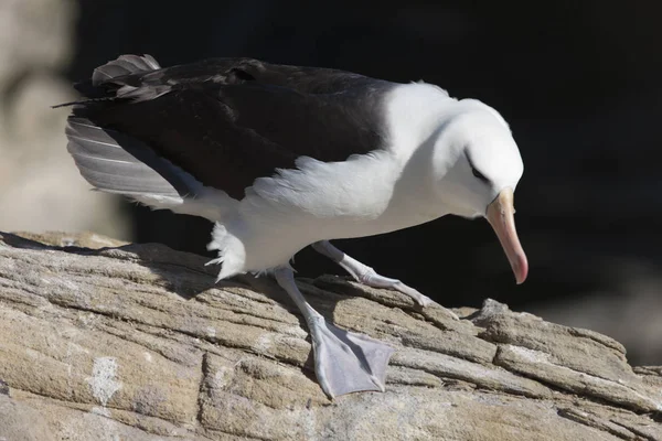 Falkland Eilanden Reus Zuidelijke Albatross Close Een Zonnige Dag — Stockfoto
