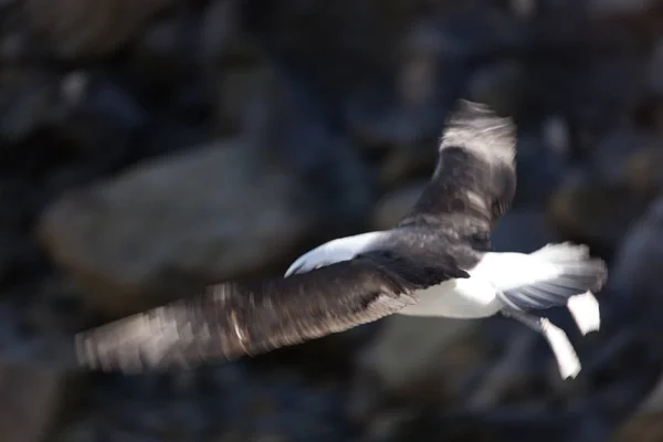 Islas Malvinas Cormorán Antártico Primer Plano Día Soleado —  Fotos de Stock