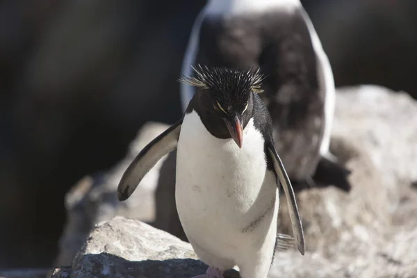 Pingouins Des Îles Falkland Macarons Gros Plan Par Une Journée — Photo