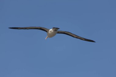 Falkland Adaları dev Güney Albatros uçuş güneşli bir günde