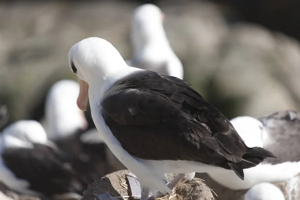 Falkland Eilanden Reus Zuidelijke Albatross Close Een Zonnige Dag — Stockfoto