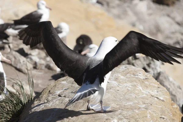 Falkland Szigeteki Óriás Déli Albatross Közelről Egy Napsütéses Napon — Stock Fotó