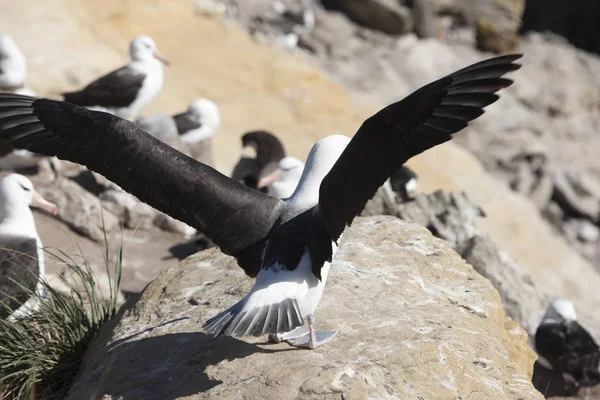 Falkland Eilanden Reus Zuidelijke Albatross Close Een Zonnige Dag — Stockfoto