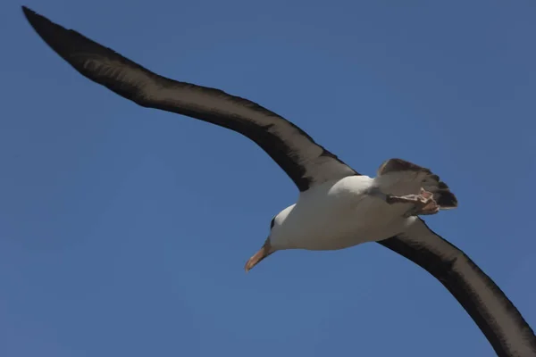 Falkland Eilanden Reus Zuidelijke Albatross Vlucht Een Zonnige Dag — Stockfoto