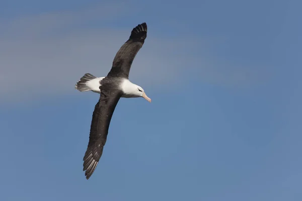 Islas Malvinas Albatros Gigantes Del Sur Vuelo Día Soleado — Foto de Stock