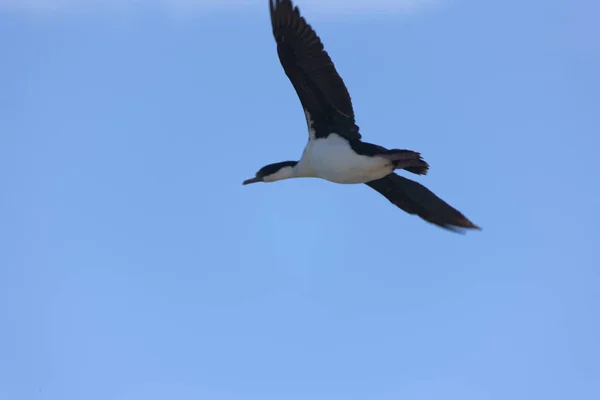 Albatros Géant Sud Des Îles Falkland Vol Par Une Journée — Photo