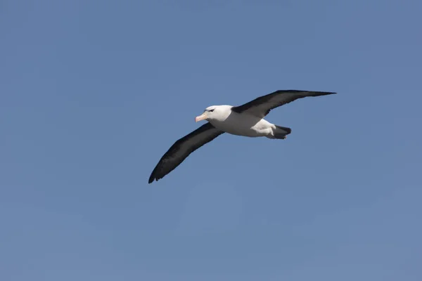 Islas Malvinas Albatros Gigantes Del Sur Vuelo Día Soleado — Foto de Stock