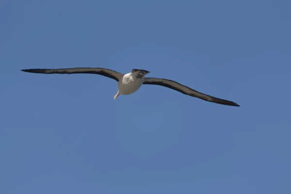 Falklandské Ostrovy Obří Jižní Albatros Letu Slunečného Dne — Stock fotografie