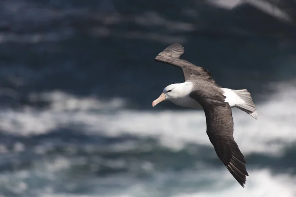 Funt Wysp Falklandzkich Olbrzymie Albatross Południowej Locie Słoneczny Dzień — Zdjęcie stockowe