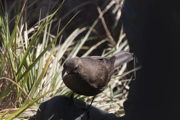 Falkland Îles Oiseaux Vivant Sur Les Îles Dans Herbe Gros — Photo