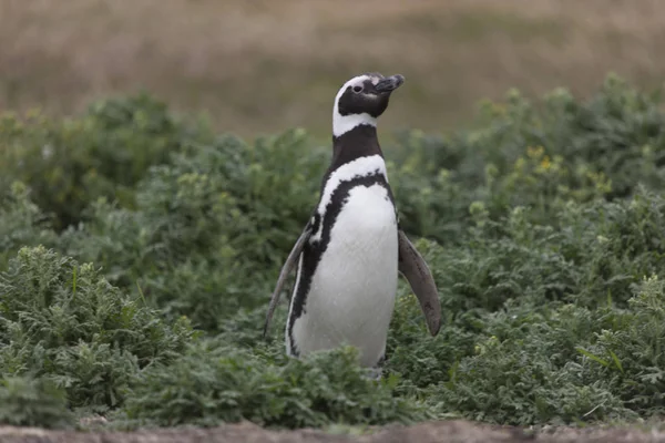 Falklandeilanden Magellan Pinguïn Close Van Het Gras Een Bewolkte Dag — Stockfoto