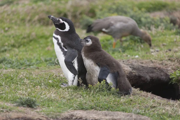 Фолклендские Острова Магелланов Пингвин Траве Крупным Планом Облачный День — стоковое фото
