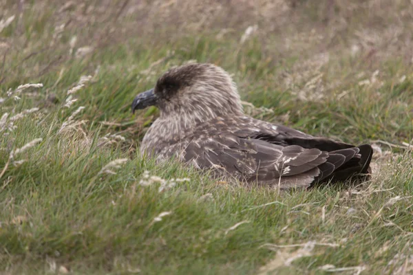 Falkland Islands Skua Skull close up on a sunny day