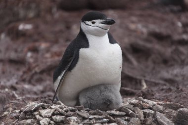 Bulutlu bir günde Güney Orkney Adaları Magellan penguen kızlar yakın çekim
