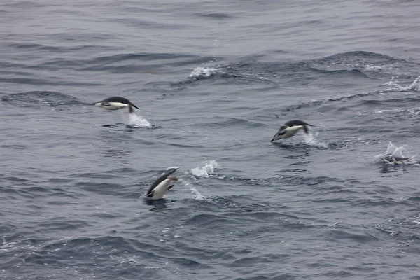 Ilhas Orkney Sul Pinguins Magalhães Voando Para Fora Água Dia — Fotografia de Stock