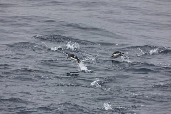 South Orkney Islands Magellan Penguins flying out of the water on a sunny day