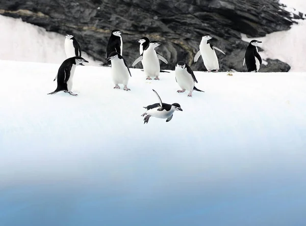 Pinguino South Orkney Magellan Vicino Una Giornata Nuvolosa — Foto Stock
