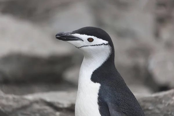 Zuid Orkney Magellan Pinguïn Close Een Bewolkte Dag — Stockfoto