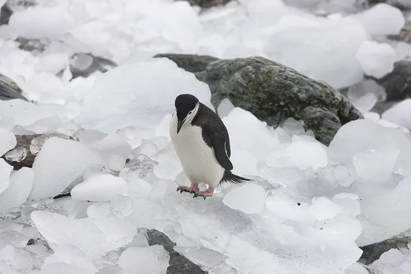 南オークニー諸島のマゼラン ペンギンが曇りの日にクローズ アップ — ストック写真