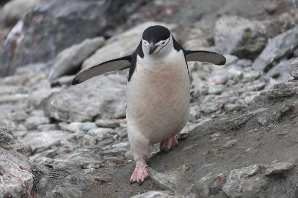 South Orkney Magellan Pingvin Som Närbild Molnig Dag — Stockfoto