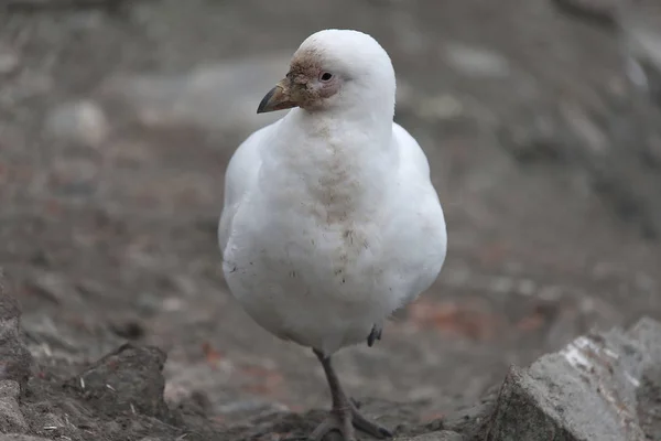 South Orkney Islands bird Antarctic foolish urban plan on a sunny day