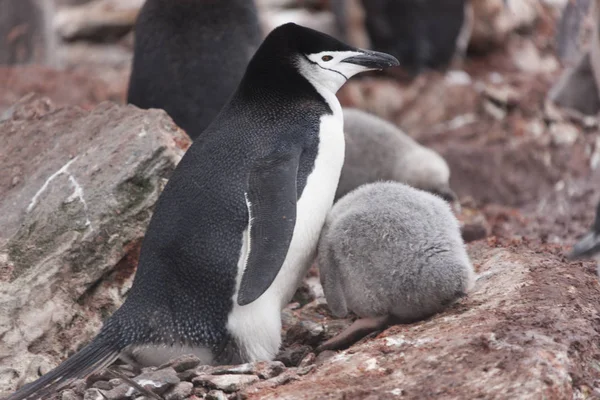 South Orkney Islands Magellan penguin chicks close-up on a cloudy day