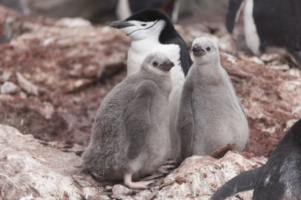 South Orkney Islands Magellan penguin chicks close-up on a cloudy day