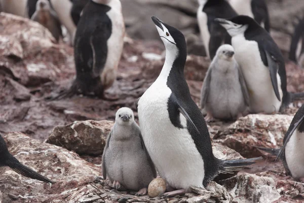 South Orkney Islands Magellan penguin chicks close-up on a cloudy day