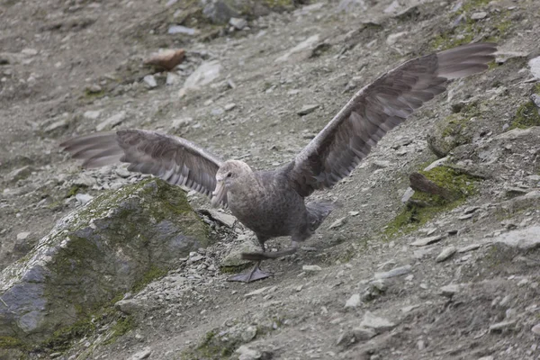 South Orkney Skua Skullfish Closeup Dia Nublado — Fotografia de Stock