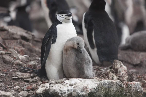 South Orkney Islands Magellan penguin chicks close-up on a cloudy day