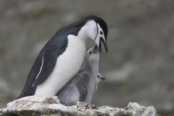 Islas Orcadas Del Sur Pingüino Magallanes Alimenta Polluelo Cerca — Foto de Stock