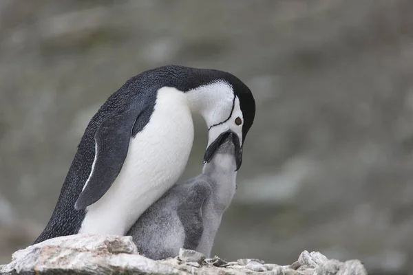 South Orkney Islands Magellan Penguin feeds its chick close up