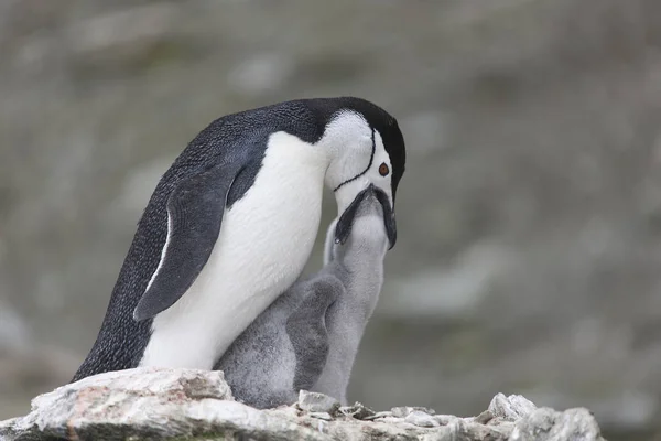 Islas Orcadas Del Sur Pingüino Magallanes Alimenta Polluelo Cerca — Foto de Stock